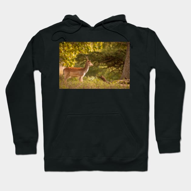 Deer in autumn light Hoodie by AYatesPhoto